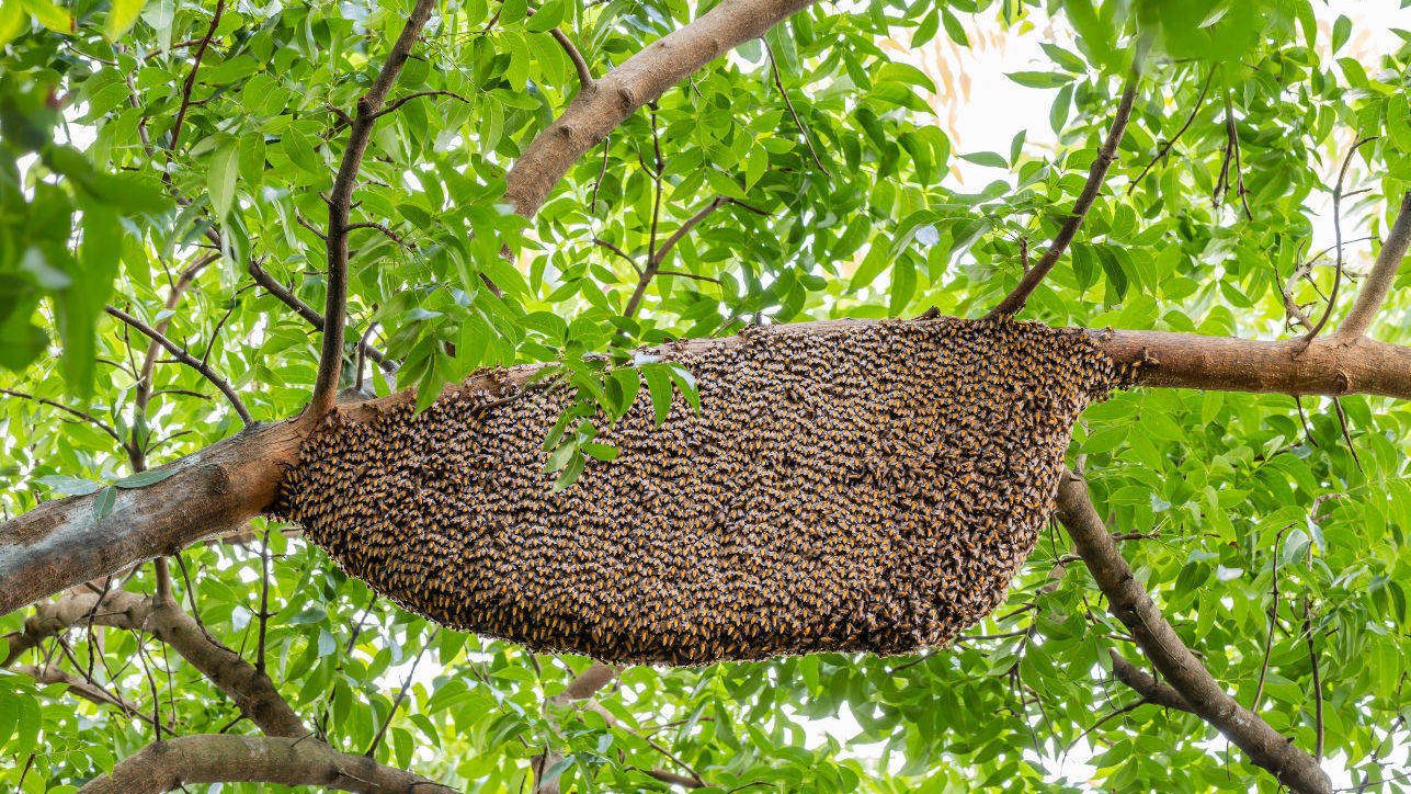 Bees are dying; hence, the humans will starve